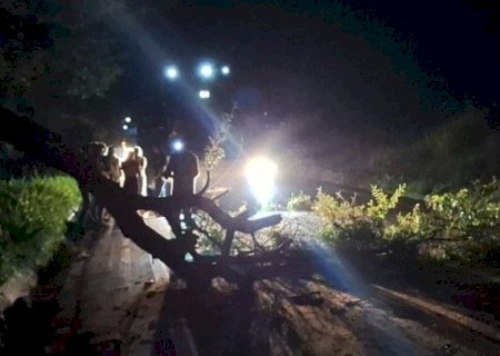 Árvore cai e interdita MS-156 entre Caarapó e Amambai durante a noite