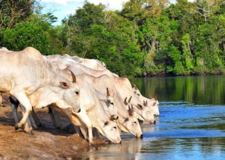 Acesso do gado a rios pode virar crime ambiental e satélite já fiscaliza, multa chega a R$ 5 mil/ha