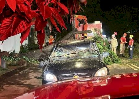 &Aacute;rvore cai sobre carro durante chuva no Jardim S&atilde;o Louren&ccedil;o