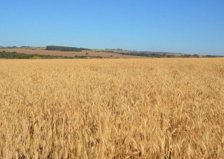 Trigo safrinha ganha espaço no Cerrado e começa a ser semeado após a soja