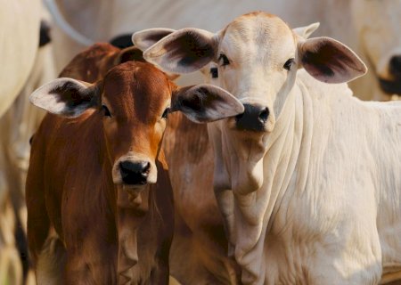Bezerro rompe R$ 500/@, bate recorde acima de R$ 16,70/kg e reacende o “ciclo do ouro' na pecuária