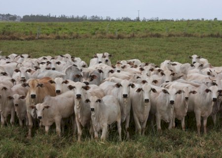 Pecuária: Governo amplia acesso ao crédito para melhoramento genético