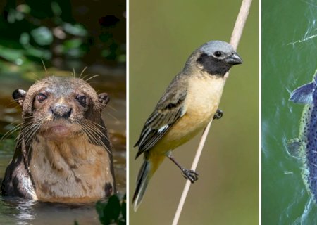 Pintado, ariranha, caboclinho-do-pantanal e mais 37 espécies migratórias recebem proteção na COP15