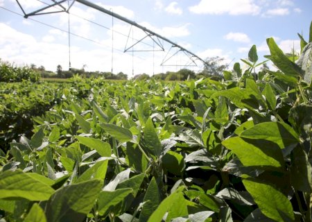 Produtor deve redobrar atenção com declaração de renda e evitar erros em contratos agrários