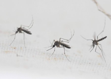 Dengue aumenta em 17 vezes risco de síndrome de Guillain-Barré, diz Fiocruz