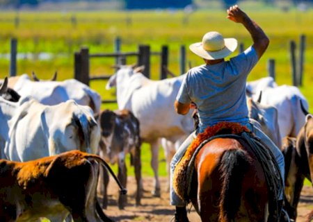 Boi gordo sente pressão aumentar com pastagens ruins e cautela dos frigoríficos; o que esperar?