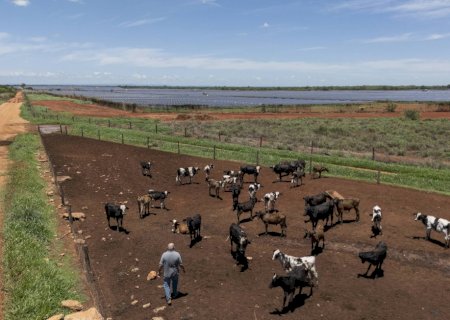 Brasil bane antibióticos para engorda animal que podem gerar resistência bacteriana