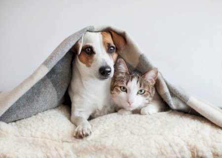 Nova lei cria “guarda compartilhada' de pets após separação e define divisão de despesas