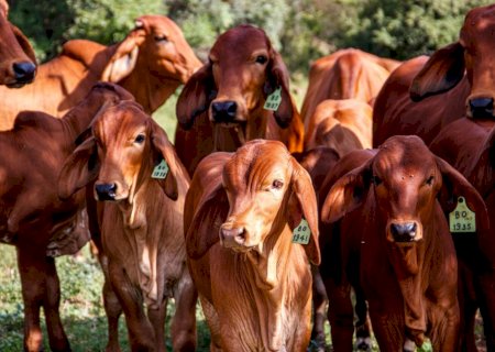 Exportações de carne bovina avançam 22% no bimestre e receita cresce quase 40%