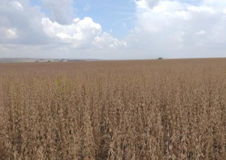 Vazio sanitário começará em 15 de junho em Mato Grosso do Sul, define Mapa