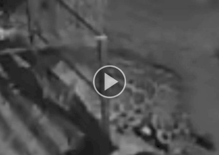 Onça invade varanda e mata cadela dentro de fazenda