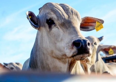 Boi gordo mantém valorização com arroba a R$ 370 e reforça cenário positivo para o pecuarista