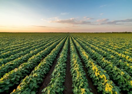 Nova geração de cultivares sustenta crescimento da soja no Brasil