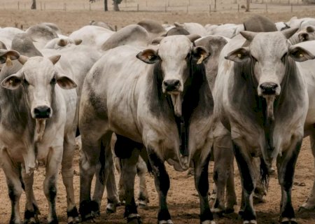 Boi gordo trava, preços cedem e maio pode virar o jogo no mercado; veja o que esperar