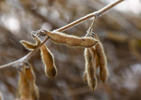 Festa do Pé de Soja Solteiro movimentou Laguna Carapã com tradição, tecnologia e safra em alta