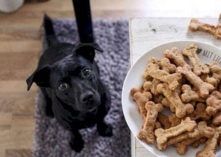 Petisco em excesso pode virar doença e até levar seu pet à morte
