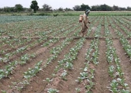 Alta dos fertilizantes deve atingir países emergentes ‘severamente’