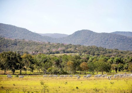 Prazo para adesão ao PSA Conservação é prorrogado em Mato Grosso do Sul