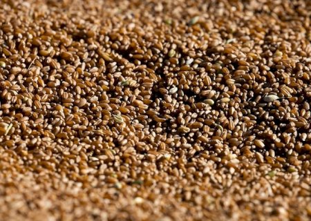 Farelo de trigo cai ao menor nível desde 2024 enquanto grão mantém preços firmes