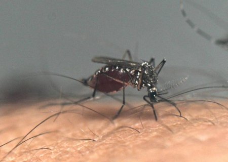 Dourados, em Mato Grosso do Sul, concentra 42% das mortes por chikungunya do país