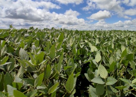 MAPA define período de vazio sanitário e o calendário de semeadura da soja para a safra 2026/2027
