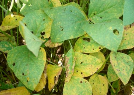 Casos de ferrugem asiática da soja sobem para 70 focos