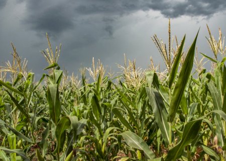 Incerteza climática aumenta risco para a safrinha no Brasil