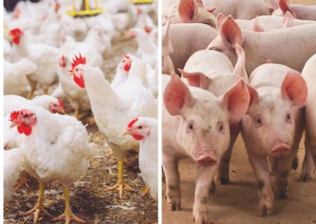 Mapa destaca estratégias para proteger produção de aves e suínos