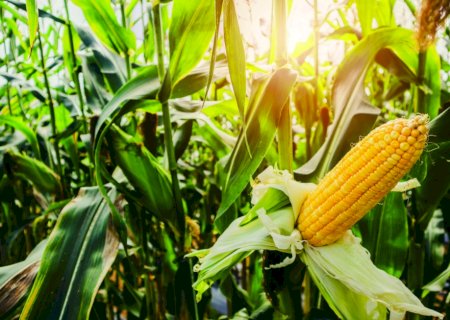 Brasil é o 3º maior produtor de milho do mundo