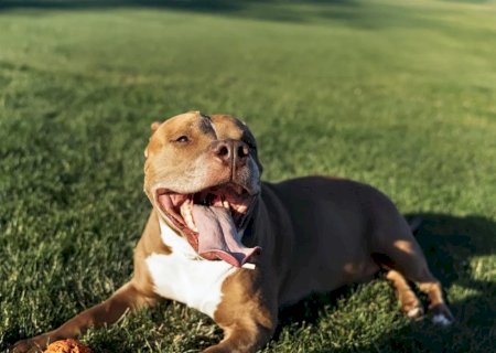 Mulher perde a vida após ataque de cachorro que criava há dois anos