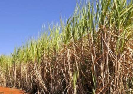 Conab prevê produção de cana-de-açúcar em 709,1 milhões de toneladas