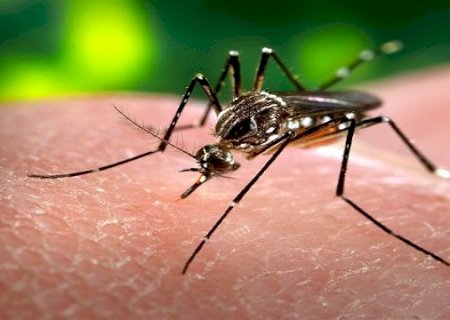 Alerta: chikungunya exige atenção e prevenção da população