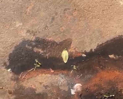 Morador denuncia esgoto a céu aberto e cobra providências urgentes em Nova Andradina