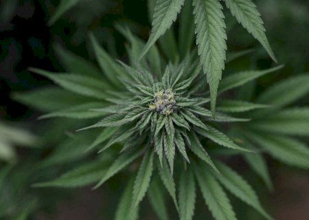 EUA reclassificam maconha como droga menos perigosa