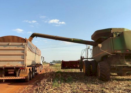 Colheita do milho deve começar com atenção voltada às condições climáticas em MS
