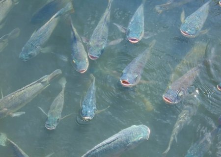 Com redução de temperaturas, piscicultura enfrenta queda no desempenho e mudanças no comportamento dos peixes