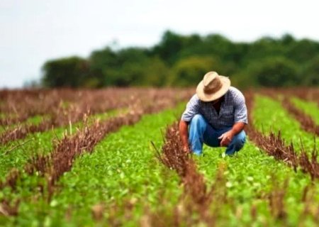 Seguro rural da soja pode ter subvenção de até 40% para produtores com melhor manejo