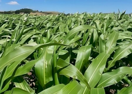 Atenção se volta ao desenvolvimento da 2ª safra de milho