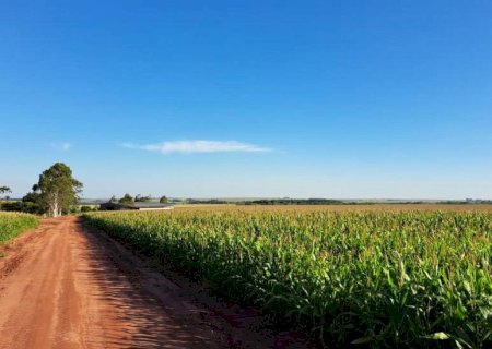 Produzir um hectare de milho custa quase R$ 5 mil em Mato Grosso do Sul