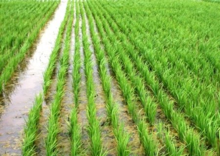 Guerra no Irã e El Niño ameaçam produção mundial de arroz