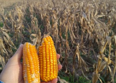 Seca responde por 80% das perdas nas lavouras de Mato Grosso do Sul
