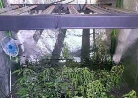 Laboratório de maconha é descoberto durante investigação de morte de mulher