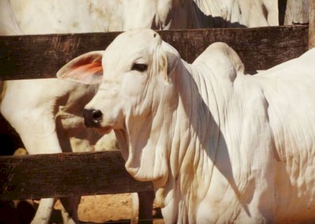 Bezerro em alta derruba poder de compra e relação de troca cai para menor nível em quase 5 anos