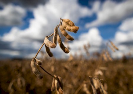 “Muitas lavouras morrem de sede tendo água no solo”, diz agrônomo