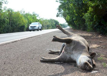 Em 13 anos, acidentes com antas provocaram 48 mortes em rodovias de MS