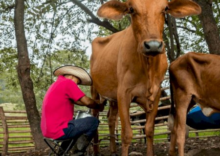 MST teme impacto do Acordo UE-Mercosul sobre produtores de leite e queijo; entenda cenário