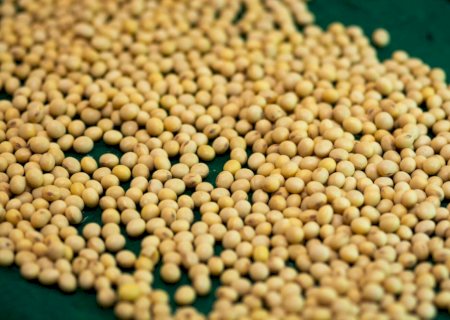 Pirataria de sementes pressiona revisão da Lei de Cultivares no Brasil