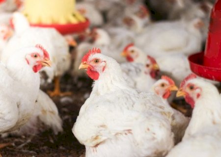 Uso de minerais bi-quelatados na alimentação de frangos de corte reduz problemas de pele, aponta estudo