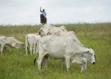 Setor pecuário brasileiro tem o melhor desempenho em 27 anos no abate de gado