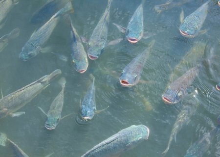 Estresse nos peixes abre caminho para doenças e compromete produtividade
